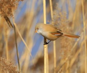 Bearded Reedling on a reed Stock Photo 06