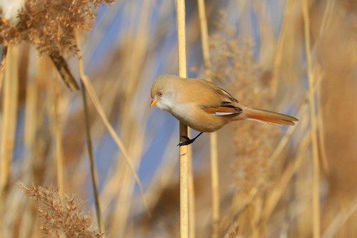 Bearded Reedling on a reed Stock Photo 06