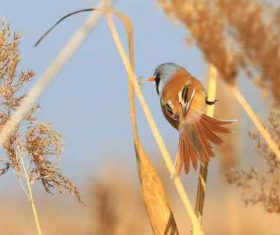 Bearded Reedling on a reed Stock Photo 07