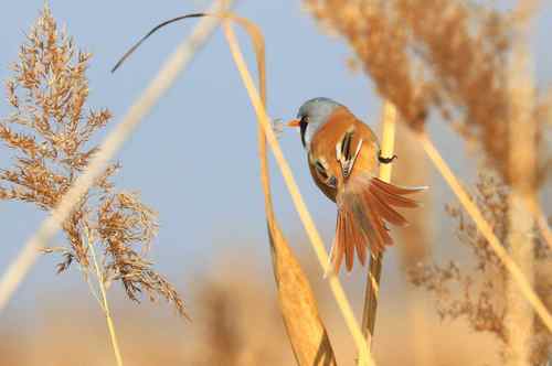 Bearded Reedling on a reed Stock Photo 07