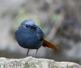 Bird watching plumbeous water redstart Stock Photo 01
