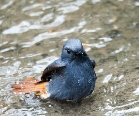 Bird watching plumbeous water redstart Stock Photo 02