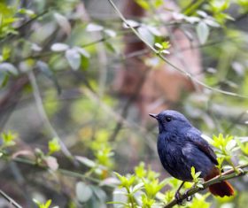 Bird watching plumbeous water redstart Stock Photo 03