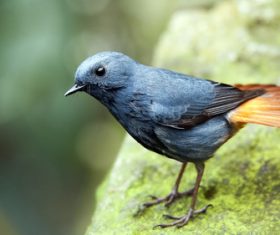 Bird watching plumbeous water redstart Stock Photo 04