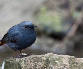 Bird watching plumbeous water redstart Stock Photo 05
