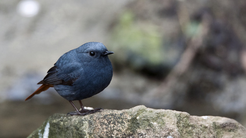 Bird watching plumbeous water redstart Stock Photo 05