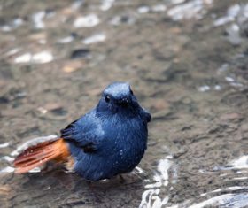Bird watching plumbeous water redstart Stock Photo 06
