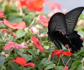 Black swallowtail butterfly sucking pollen Stock Photo 01