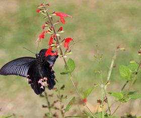 Black swallowtail butterfly sucking pollen Stock Photo 02