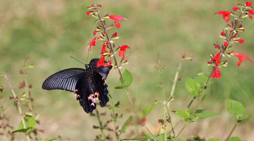 Black swallowtail butterfly sucking pollen Stock Photo 02