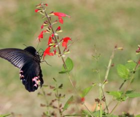 Black swallowtail butterfly sucking pollen Stock Photo 03