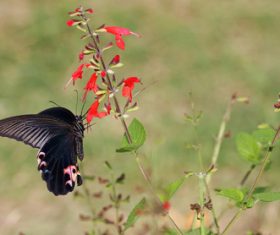Black swallowtail butterfly sucking pollen Stock Photo 04