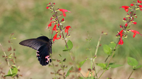 Black swallowtail butterfly sucking pollen Stock Photo 04