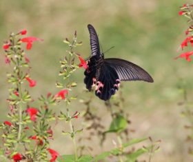 Black swallowtail butterfly sucking pollen Stock Photo 05
