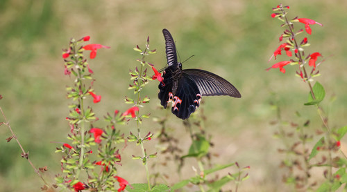 Black swallowtail butterfly sucking pollen Stock Photo 05