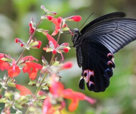 Black swallowtail butterfly sucking pollen Stock Photo 06