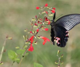 Black swallowtail butterfly sucking pollen Stock Photo 07