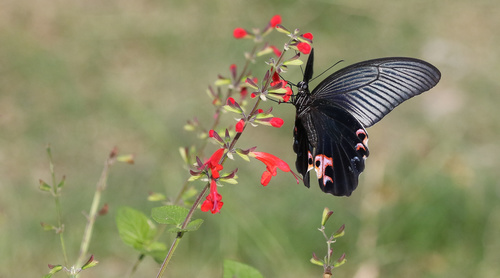 Black swallowtail butterfly sucking pollen Stock Photo 07