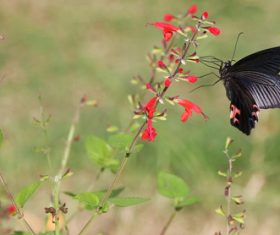 Black swallowtail butterfly sucking pollen Stock Photo 08
