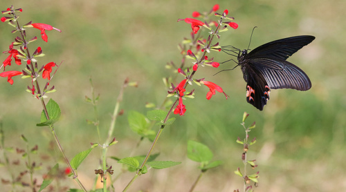 Black swallowtail butterfly sucking pollen Stock Photo 08