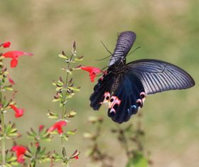 Black swallowtail butterfly sucking pollen Stock Photo 09