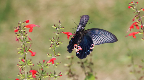 Black swallowtail butterfly sucking pollen Stock Photo 09
