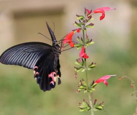Black swallowtail butterfly sucking pollen Stock Photo 10
