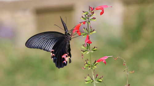 Black swallowtail butterfly sucking pollen Stock Photo 10