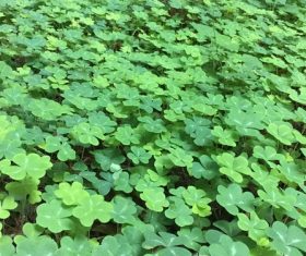 Blackish green clover Stock Photo 01