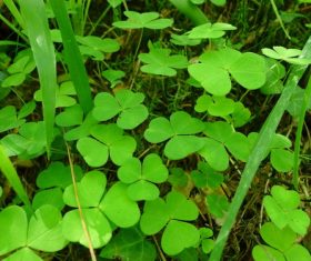 Blackish green clover Stock Photo 02