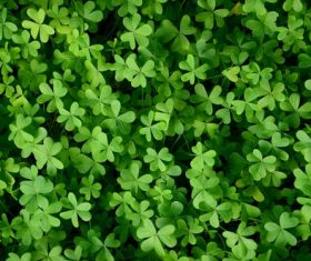 Blackish green clover Stock Photo 03