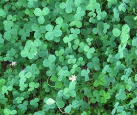 Blackish green clover Stock Photo 04