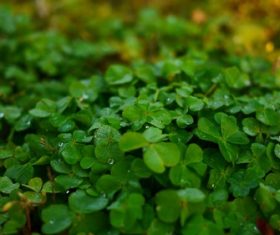 Blackish green clover Stock Photo 07