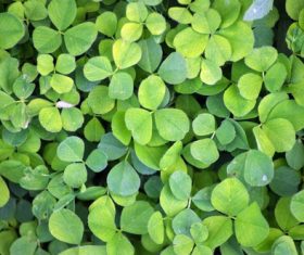 Blackish green clover Stock Photo 08