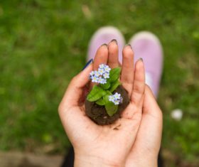 Blue flower seedling in hand Stock Photo