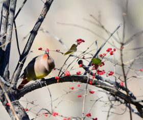 Bohemian Waxwing on the tree Stock Photo 01