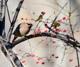 Bohemian Waxwing on the tree Stock Photo 02