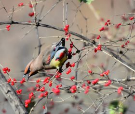 Bohemian Waxwing on the tree Stock Photo 03