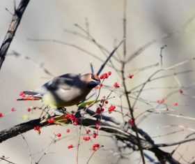 Bohemian Waxwing on the tree Stock Photo 04