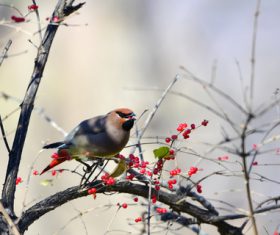 Bohemian Waxwing on the tree Stock Photo 05