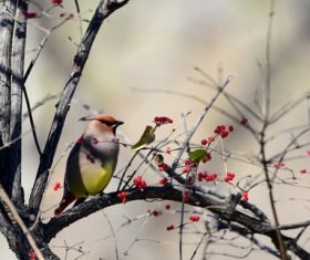 Bohemian Waxwing on the tree Stock Photo 06