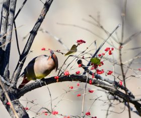 Bohemian Waxwing on the tree Stock Photo 07