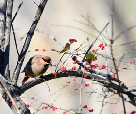 Bohemian Waxwing on the tree Stock Photo 08