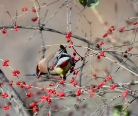 Bohemian Waxwing on the tree Stock Photo 09
