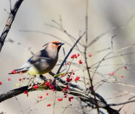 Bohemian Waxwing on the tree Stock Photo 10