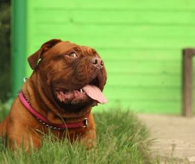 Bordeaux dog Stock Photo 01