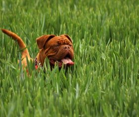 Bordeaux dog Stock Photo 02