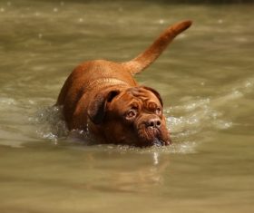 Bordeaux dog Stock Photo 03