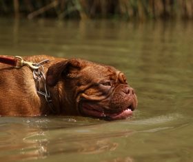 Bordeaux dog Stock Photo 04