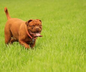 Bordeaux dog Stock Photo 05